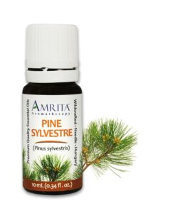 Pine-Needles-Essential-Oil-Amrita