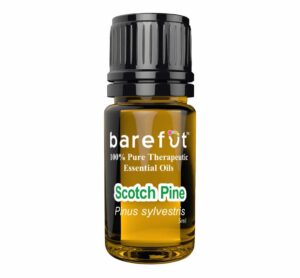 Pine-Needles-Essential-Oil-Barefut
