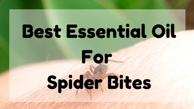 Best Essential Oil For Spider Bites
