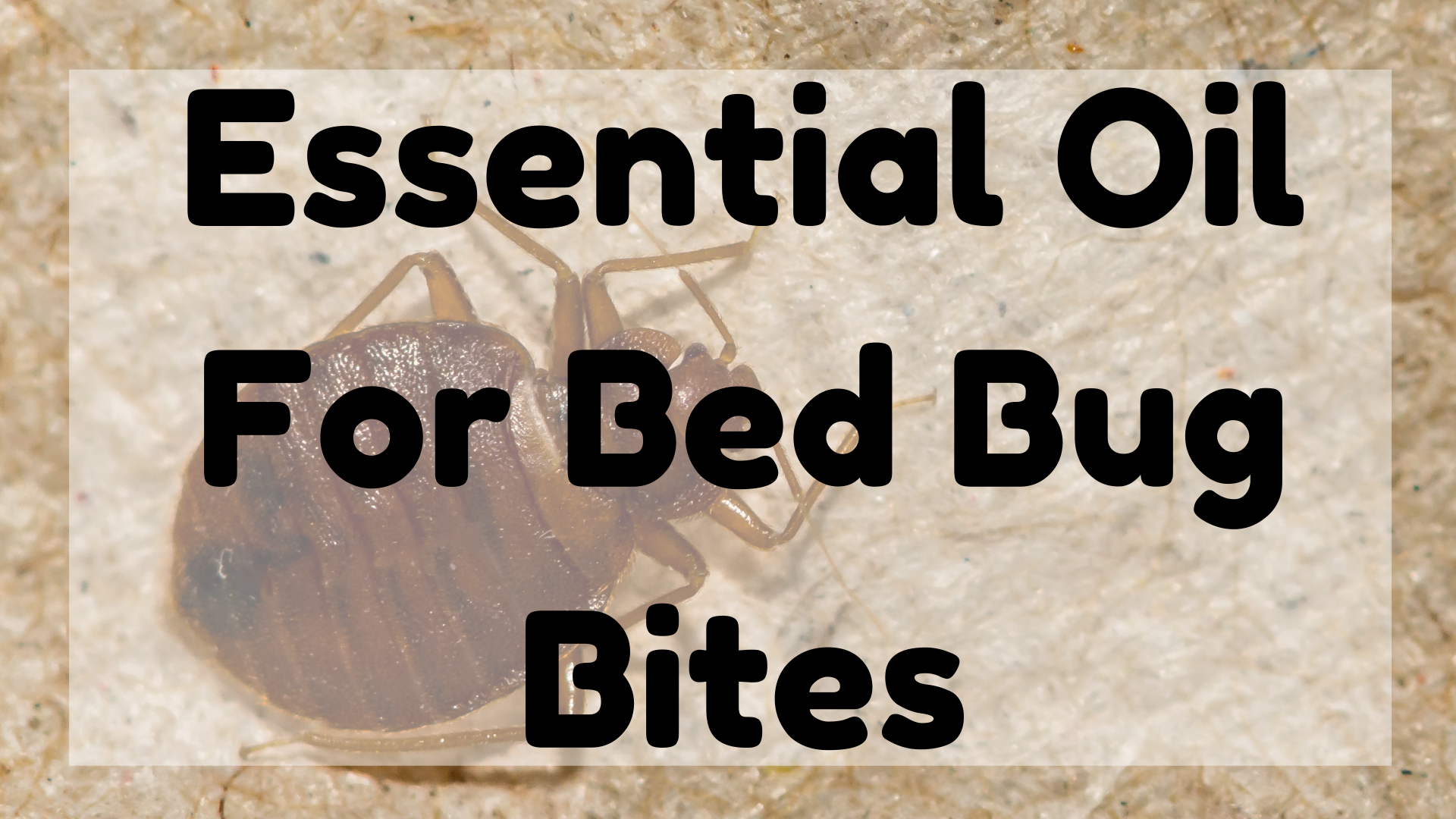 Essential Oil For Bed Bug Bites