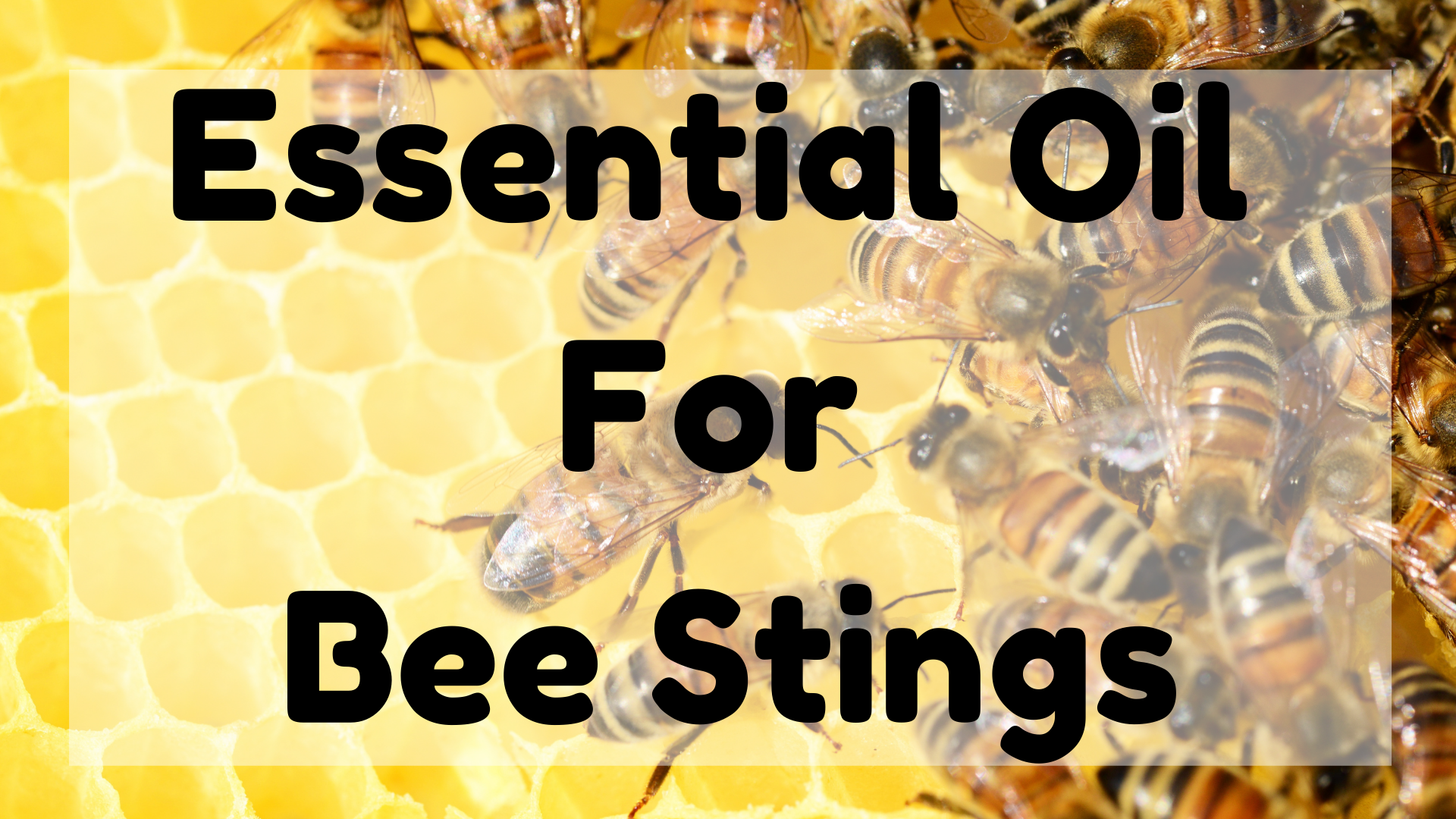 Essential Oil For Bee Stings