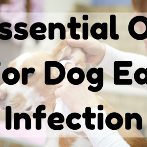 Essential Oil For Dog Ear Infection