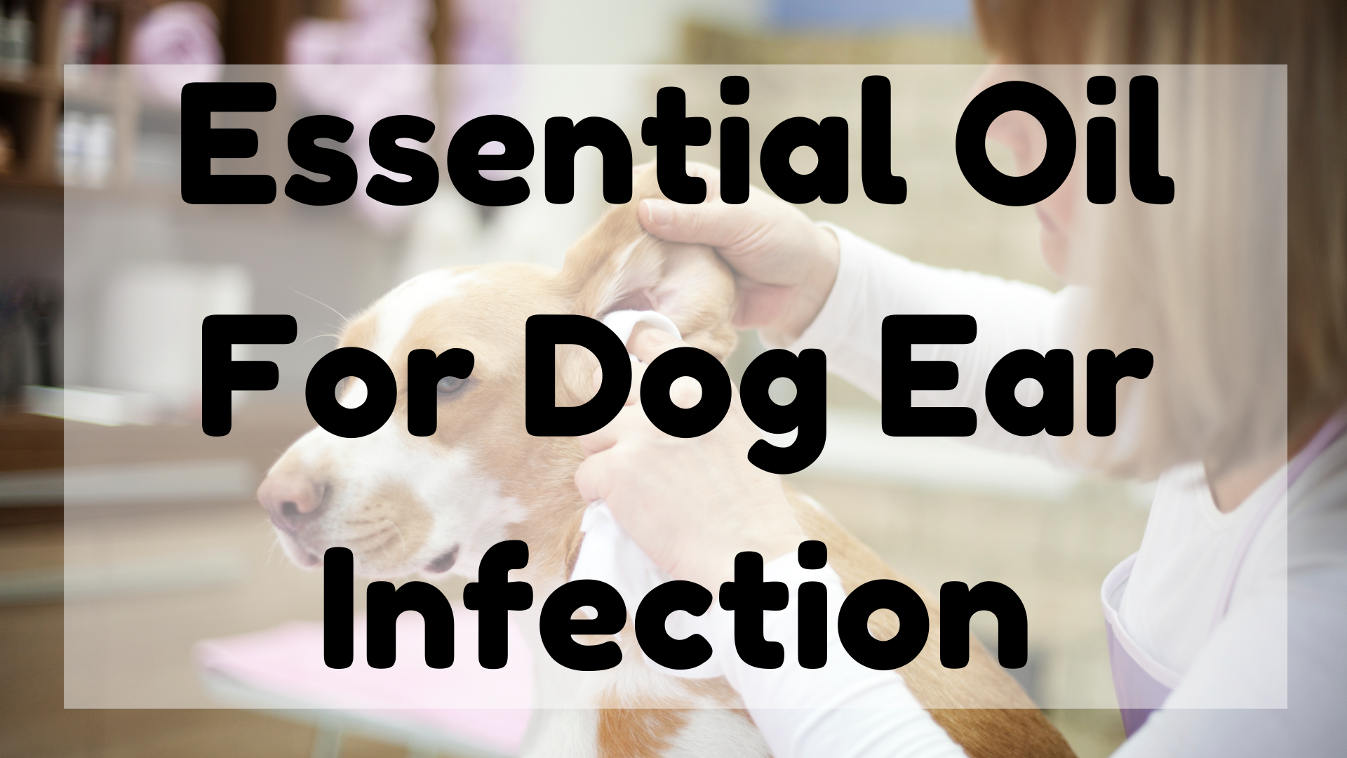 Essential Oil For Dog Ear Infection