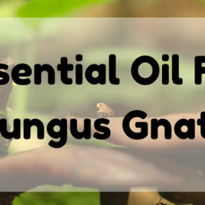 Essential Oil For Fungus Gnats