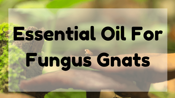 Essential Oil For Fungus Gnats