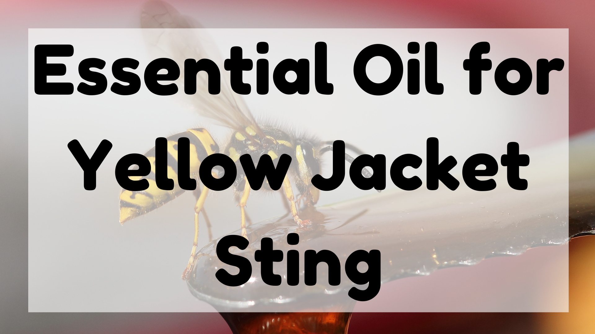 Essential Oil For Yellow Jacket Sting