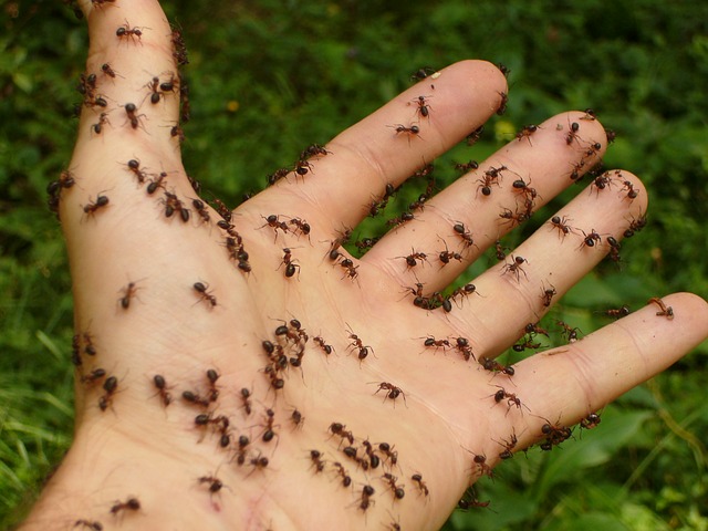 Essential Oil for Ant Bites