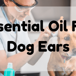 Essential Oil for Dog Ears