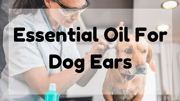 Essential Oil for Dog Ears
