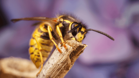 essential oil for yellow jacket sting
