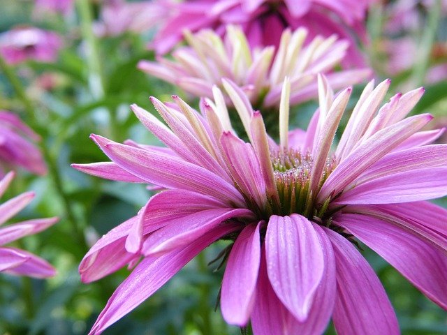 coneflower (Essential Oil For Fungus Gnats)