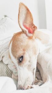 essential oil for dog ear infection