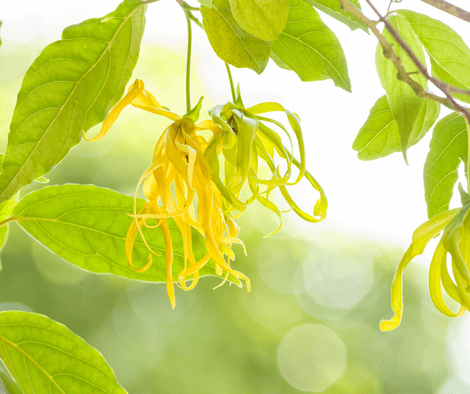 ylang ylang flower (Benefits of Ylang Ylang Essential Oil For Hair)