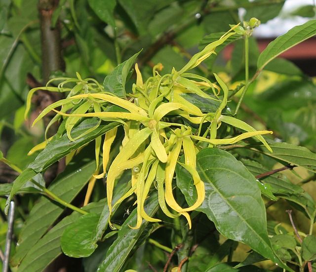 ylang ylang green flower (Benefits of Ylang Ylang Essential Oil For Hair)