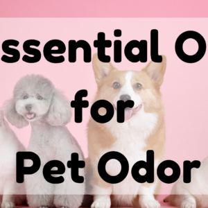 Essential Oil For Pet Odor