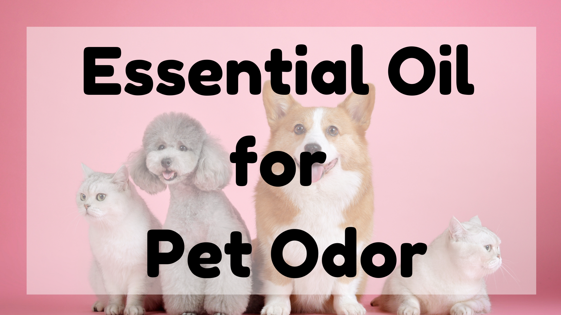 Essential Oil For Pet Odor