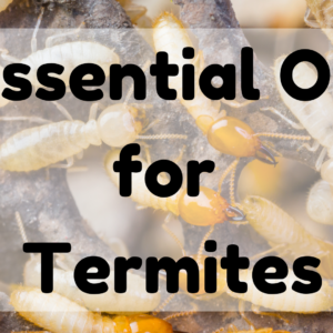 Essential Oil For Termites