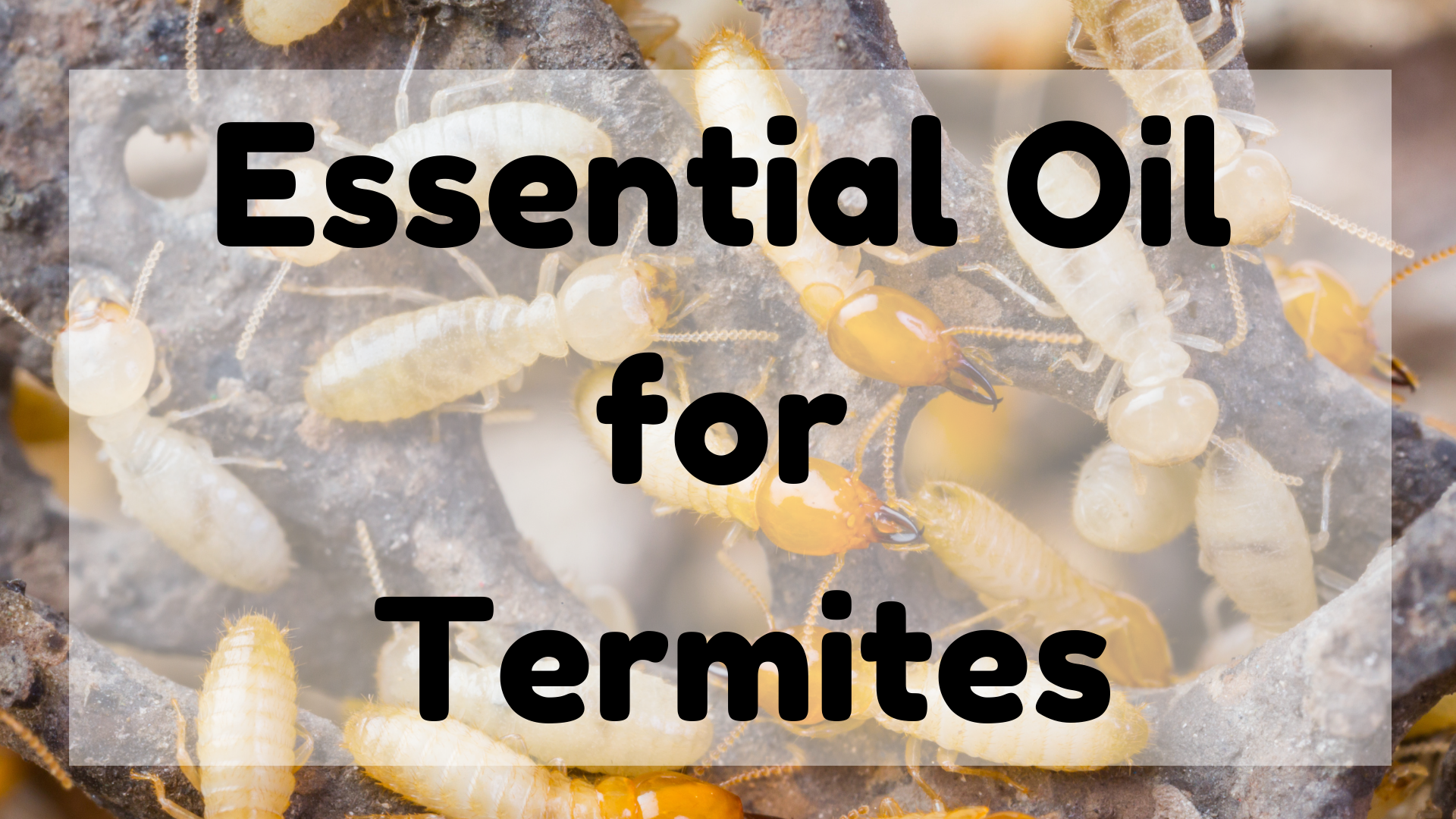 Essential Oil For Termites
