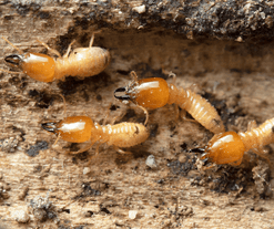 four termites 