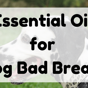Essential Oil for Dog Bad Breath