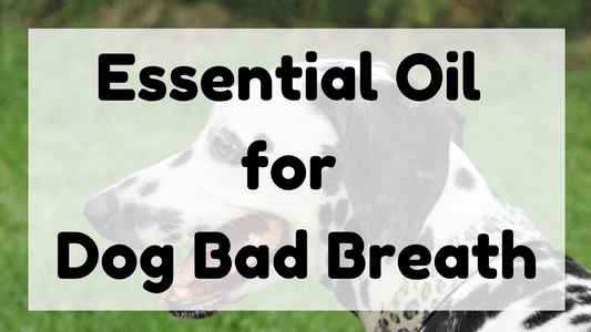 Essential Oil for Dog Bad Breath