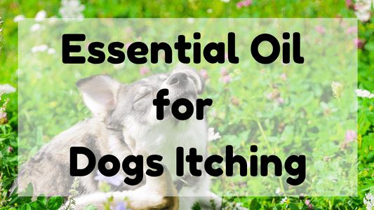 Essential Oil for Dogs Itching