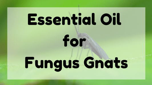 Essential Oil for Fungus Gnats