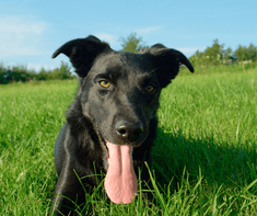 black dog bad breath (Essential Oil for Dog Bad Breath)