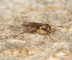 essential oil for fungus gnats (1) (Essential Oil For Fungus Gnats)