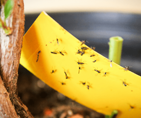 fungus gnats (Essential Oil For Fungus Gnats)