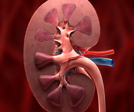 kidney function (Essential Oil for Kidney Function)
