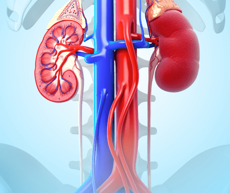 kidneys and kidney function (Essential Oil for Kidney Function)