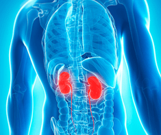kidneys and other internal organs (1) (Essential Oil For Kidneys)