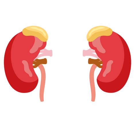 kidneys illustration (Essential Oil For Kidneys)