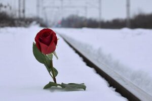 red rose in snow 3928306 640