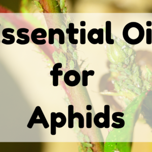 Essential Oil for Aphids featured image