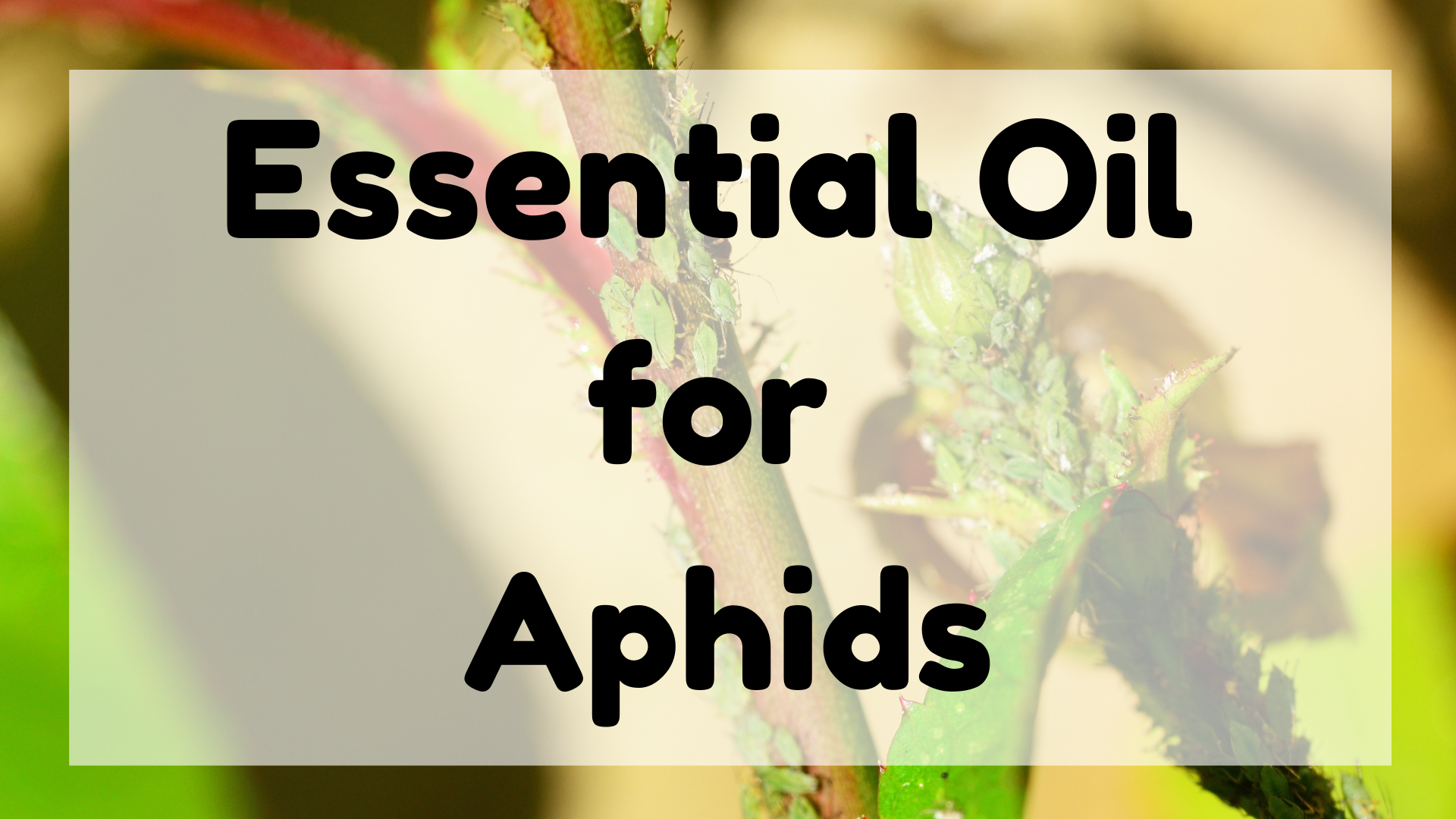 Essential Oil for Aphids featured image