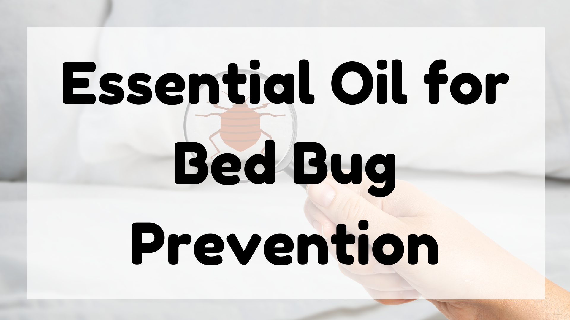 Essential Oil for Bed Bug Prevention featured image