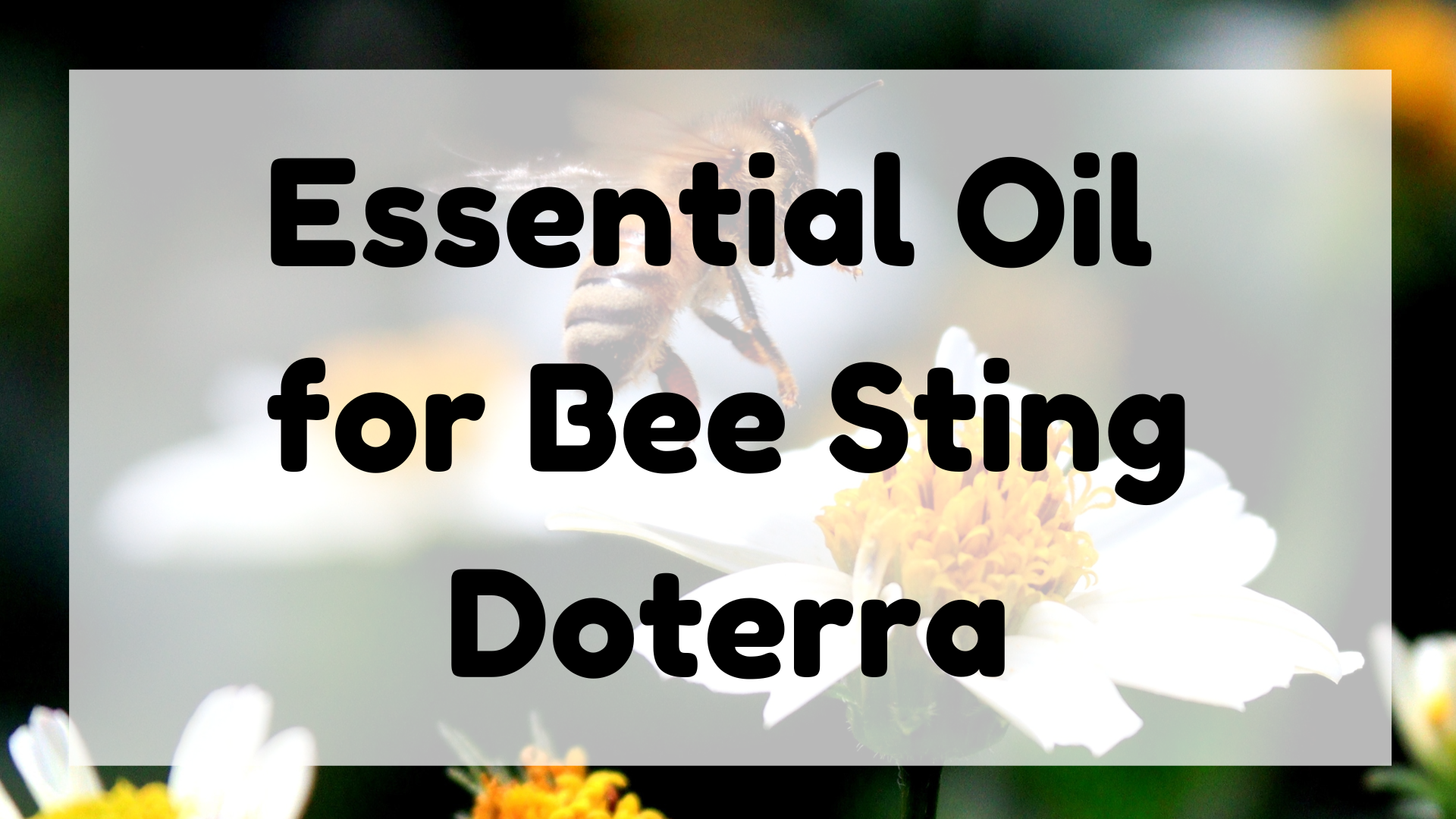 Essential Oil for Bee Sting Doterra featured image