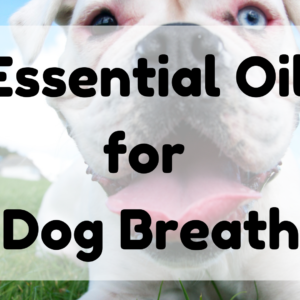 Essential Oil for Dog Breath featured image