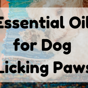 Essential Oil for Dog Licking Paws featured image