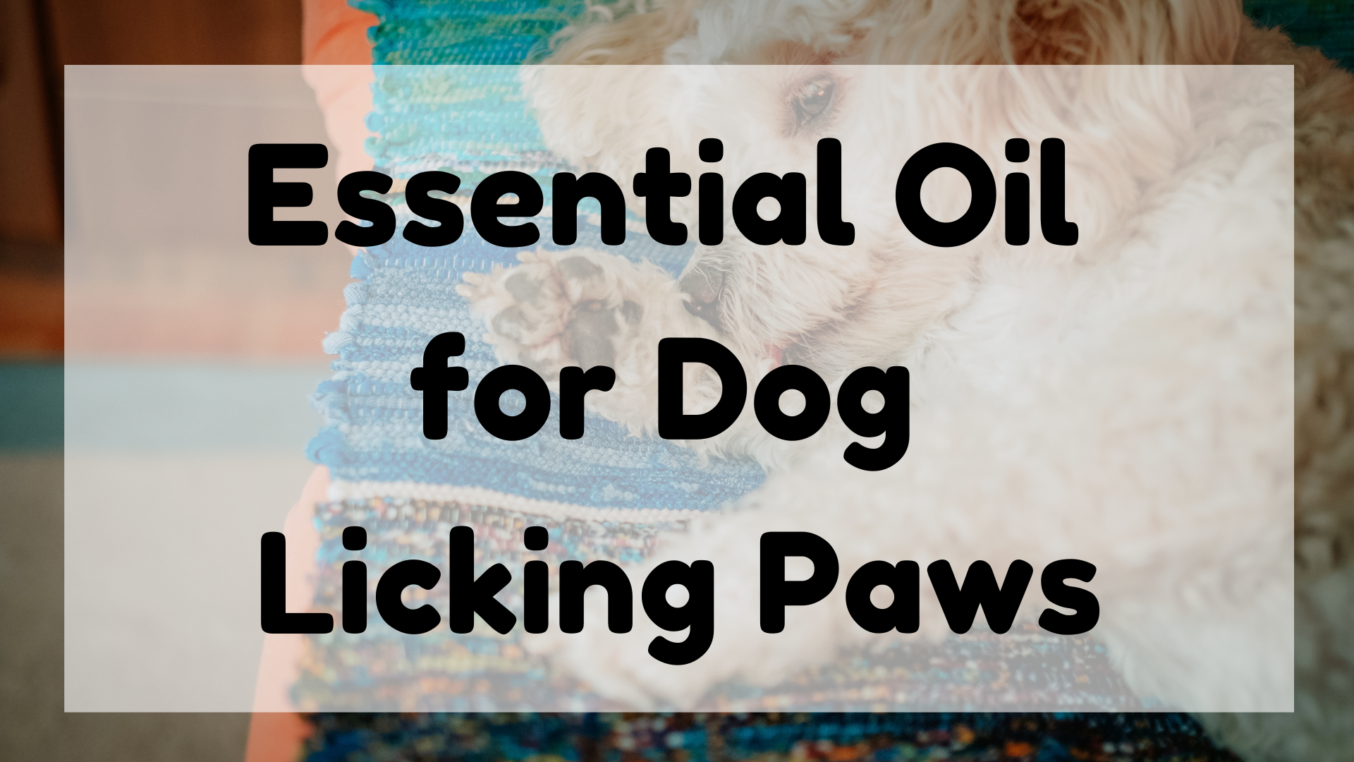 Essential Oil for Dog Licking Paws featured image