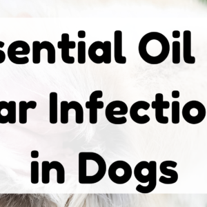 Essential Oil for Ear Infection in Dogs featured image
