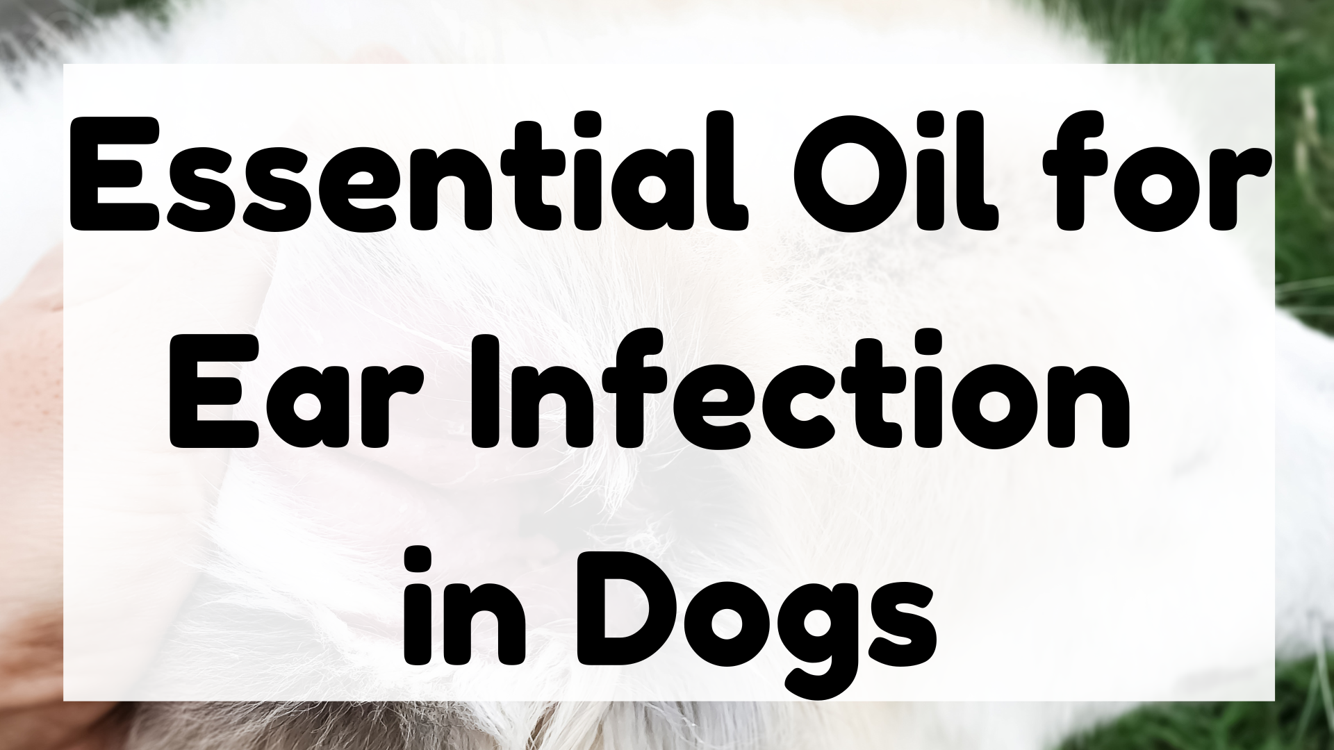Essential Oil for Ear Infection in Dogs featured image