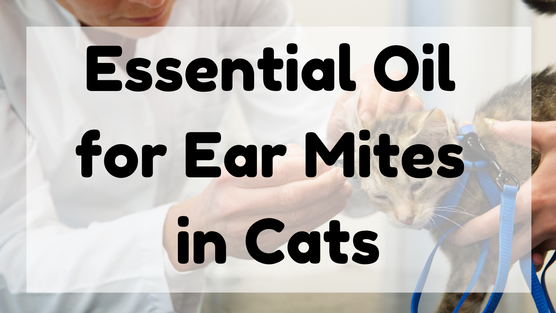 Essential Oil for Ear Mites in Cats featured image