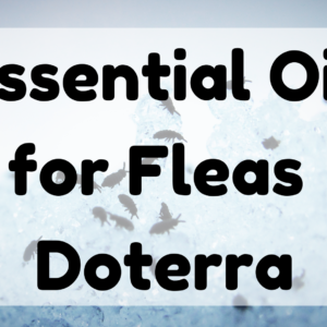 Essential Oil for Fleas Doterra featured image