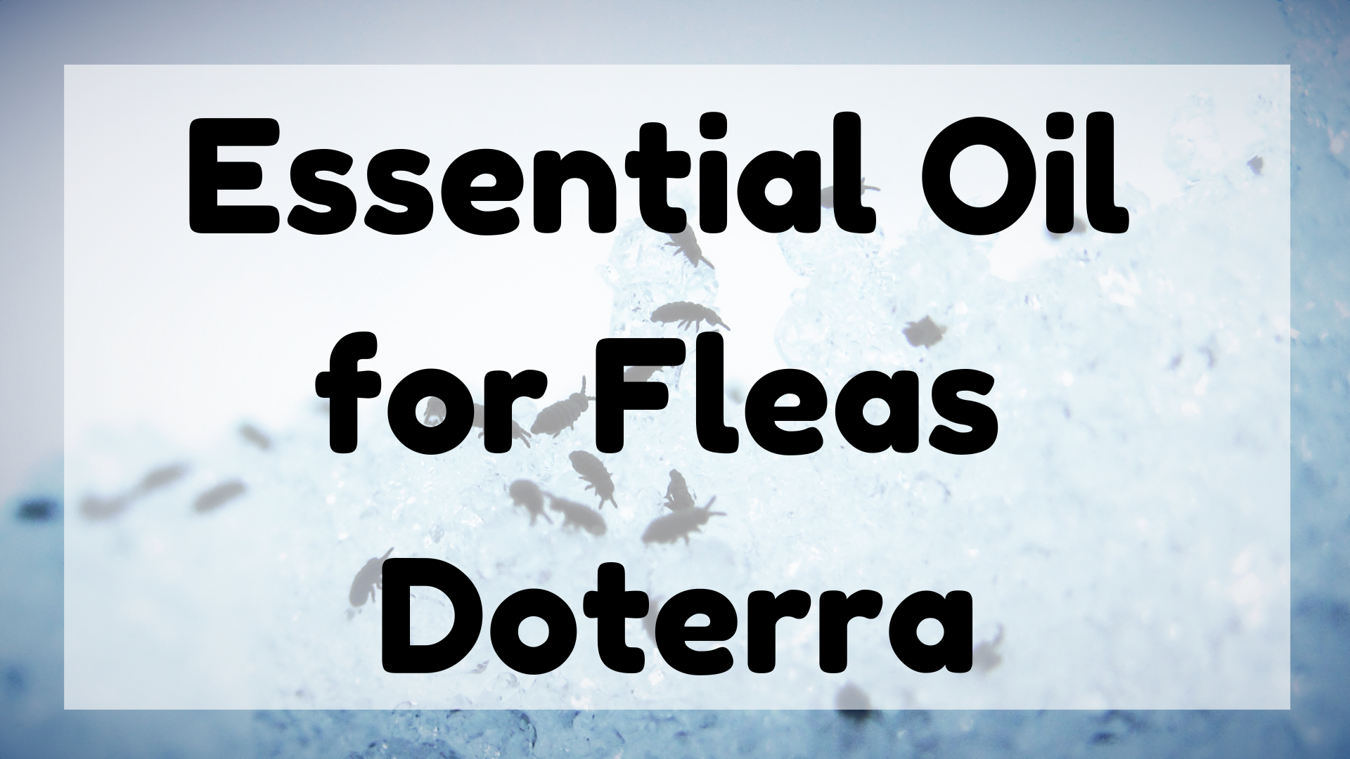 Essential Oil for Fleas Doterra featured image