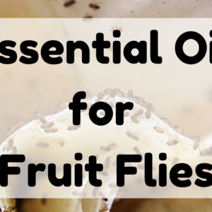 Essential Oil for Fruit Flies featured image