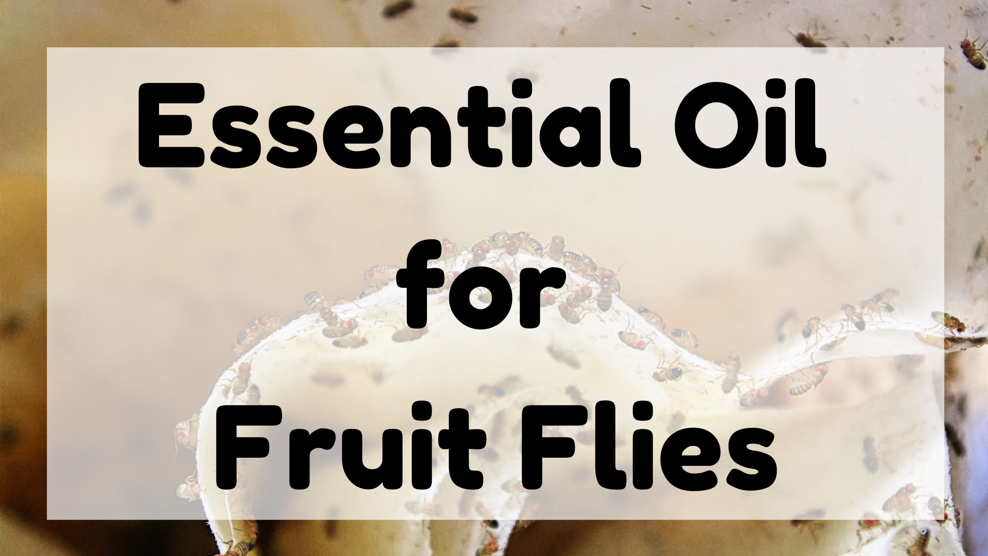 Essential Oil for Fruit Flies featured image