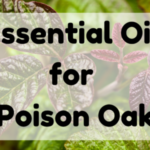 Essential Oil for Poison Oak featured image